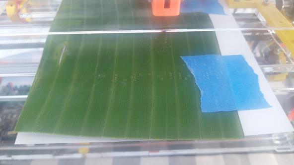 A BrailleRAP that embosses a banana leaf taped to a sheet of paper.