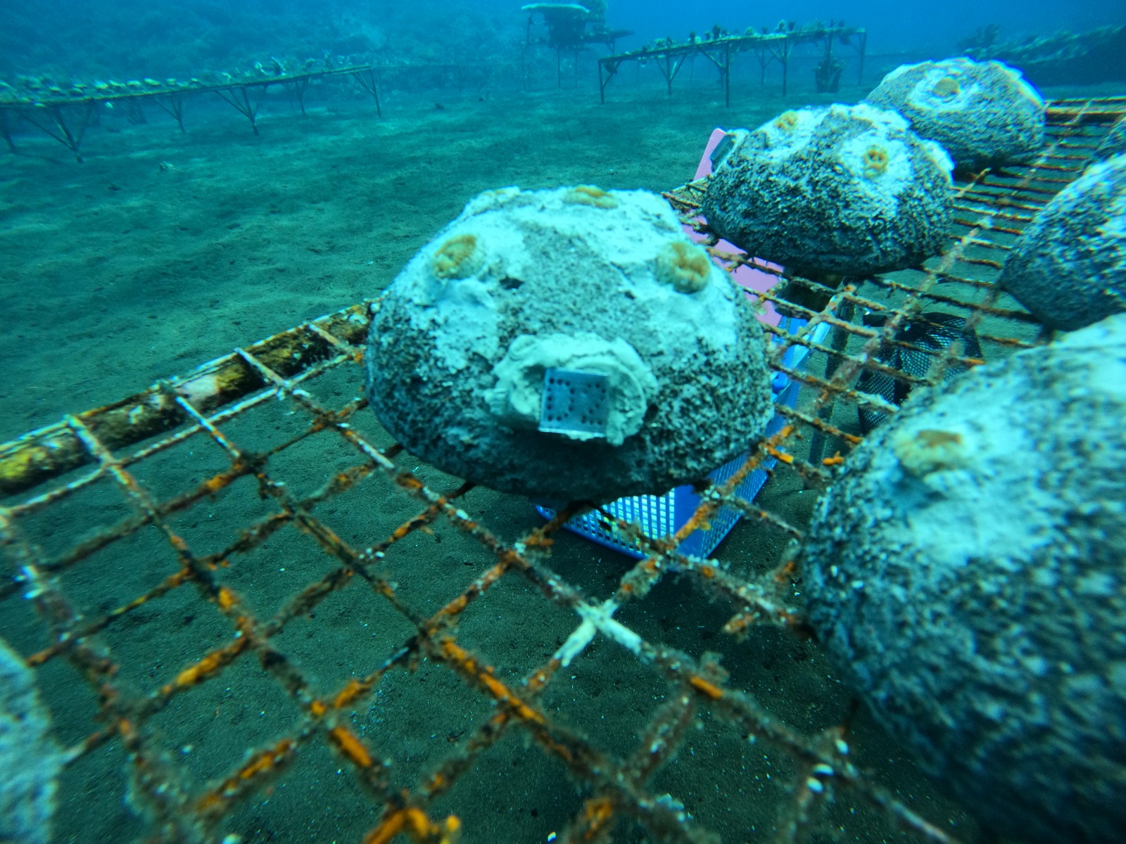 Une table de restauration du récif avec un pépinière de corail identifiée par une étiquette embossée sur BrailleRAP